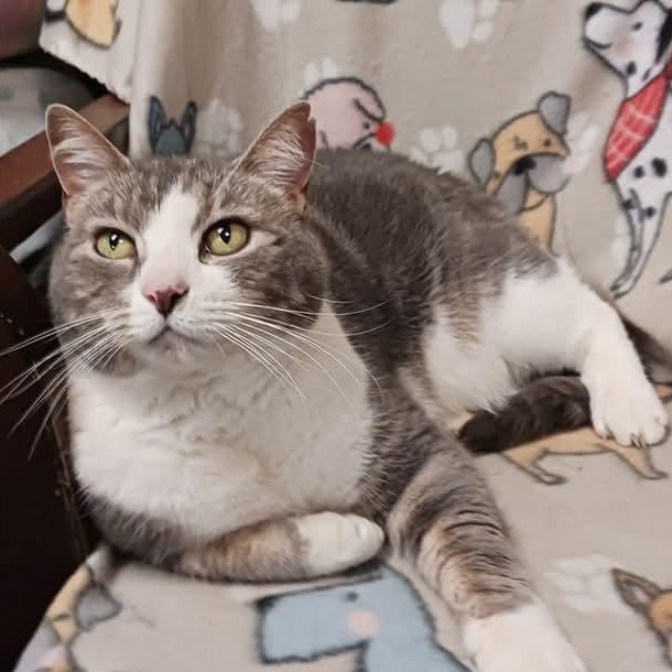 Enlarge Duck, a ADOPTABLE Domestic Short Hair in St. Marys, WV image 6/6