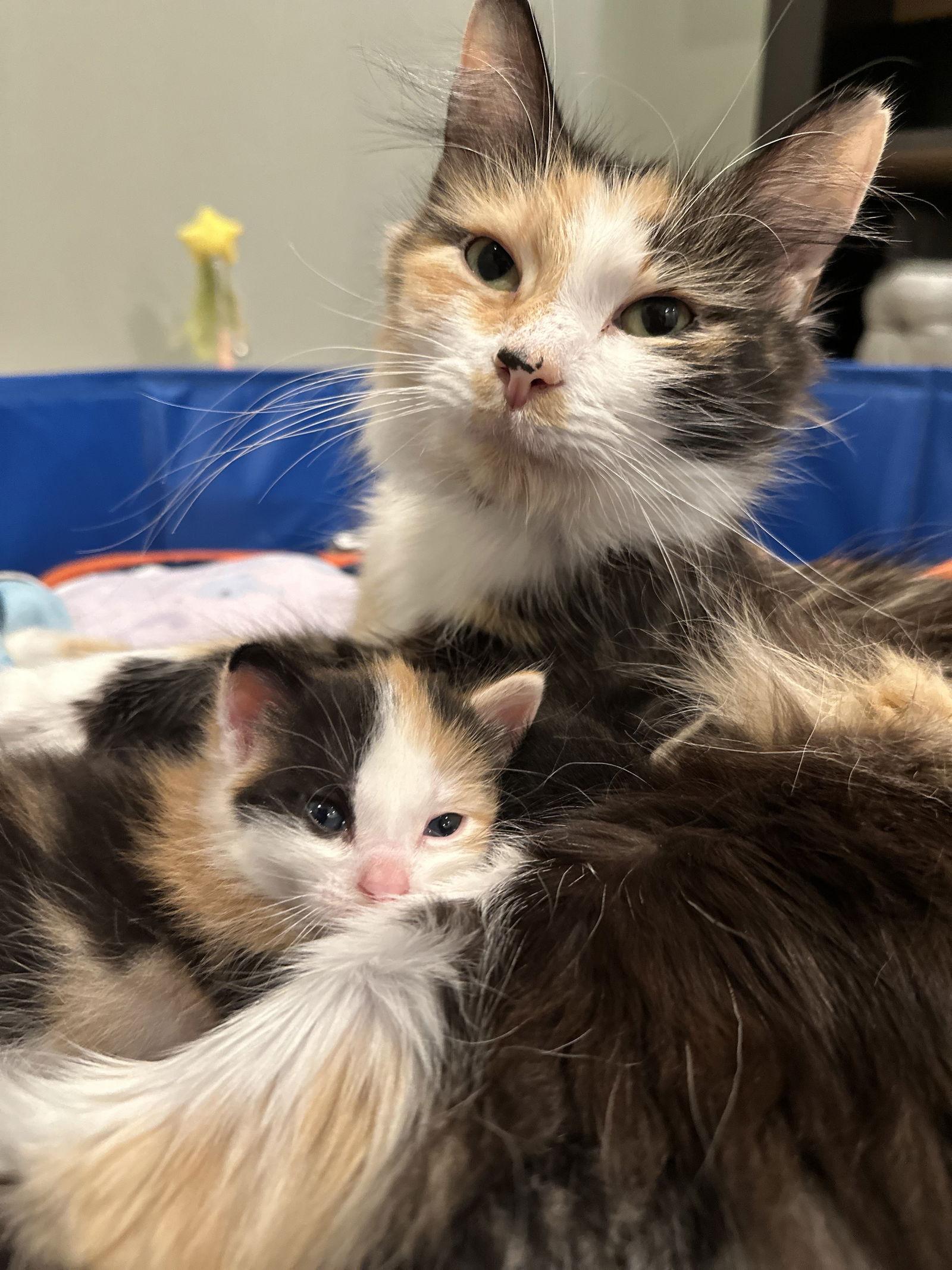 Patience, Adoptable, Adult Female Domestic Long Hair.
