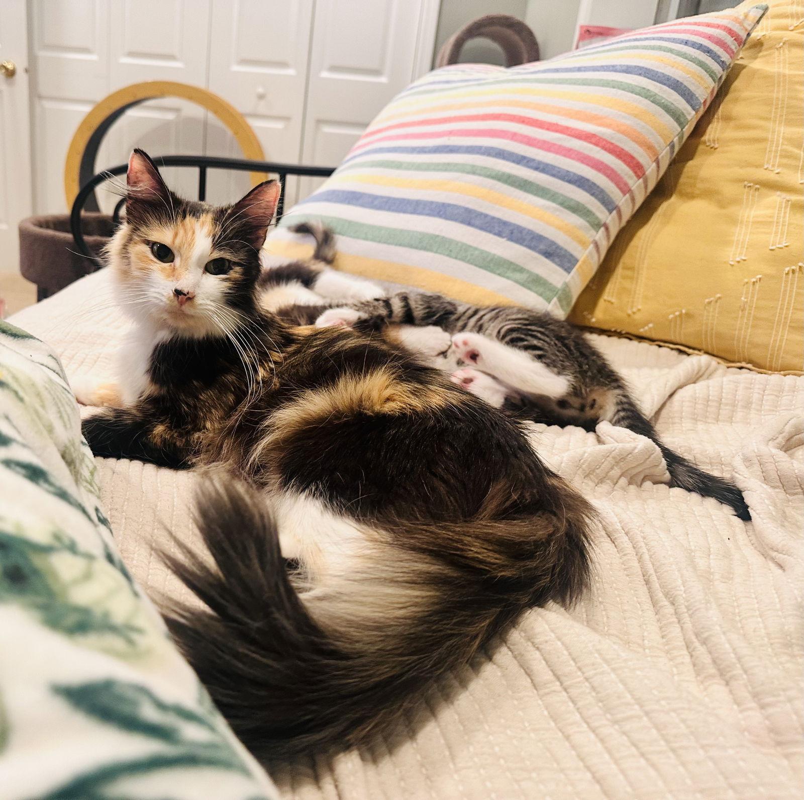 Patience, a Adoptable Domestic Long Hair in Wheaton, IL image 2/3