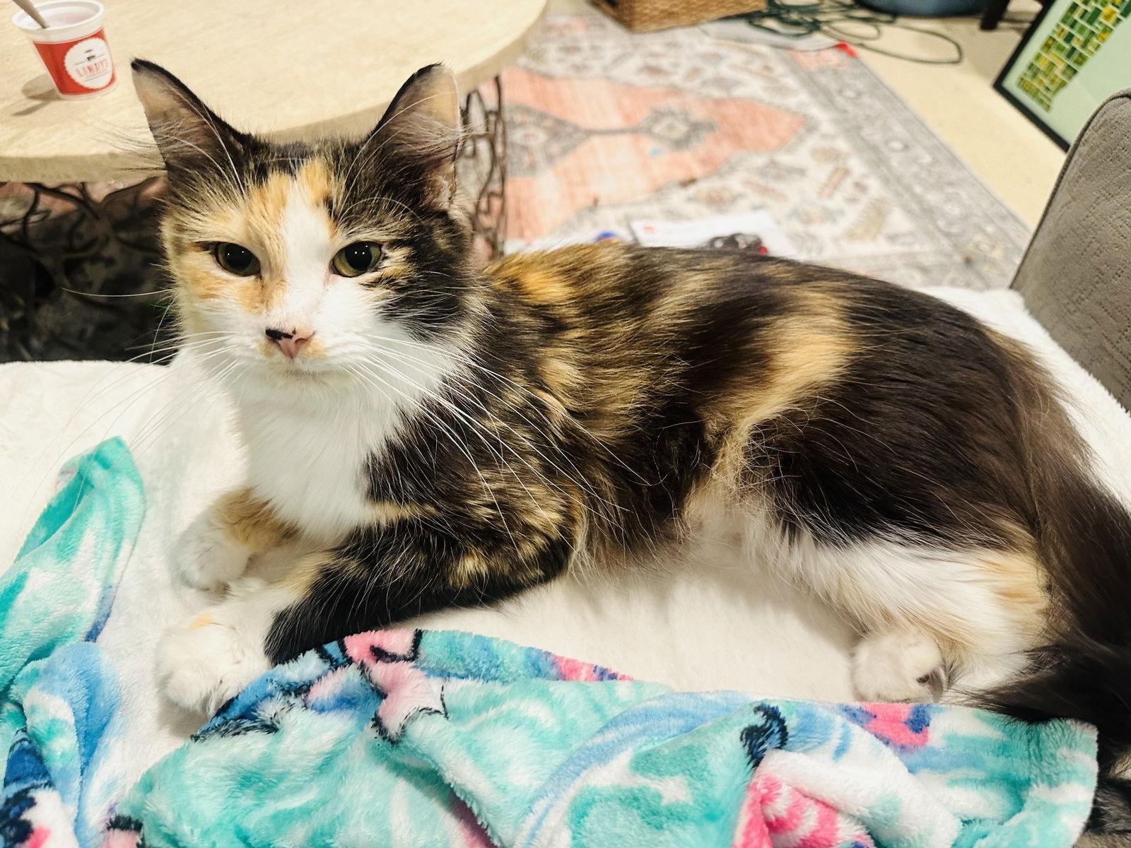 Patience, a Adoptable Domestic Long Hair in Wheaton, IL image 3/3