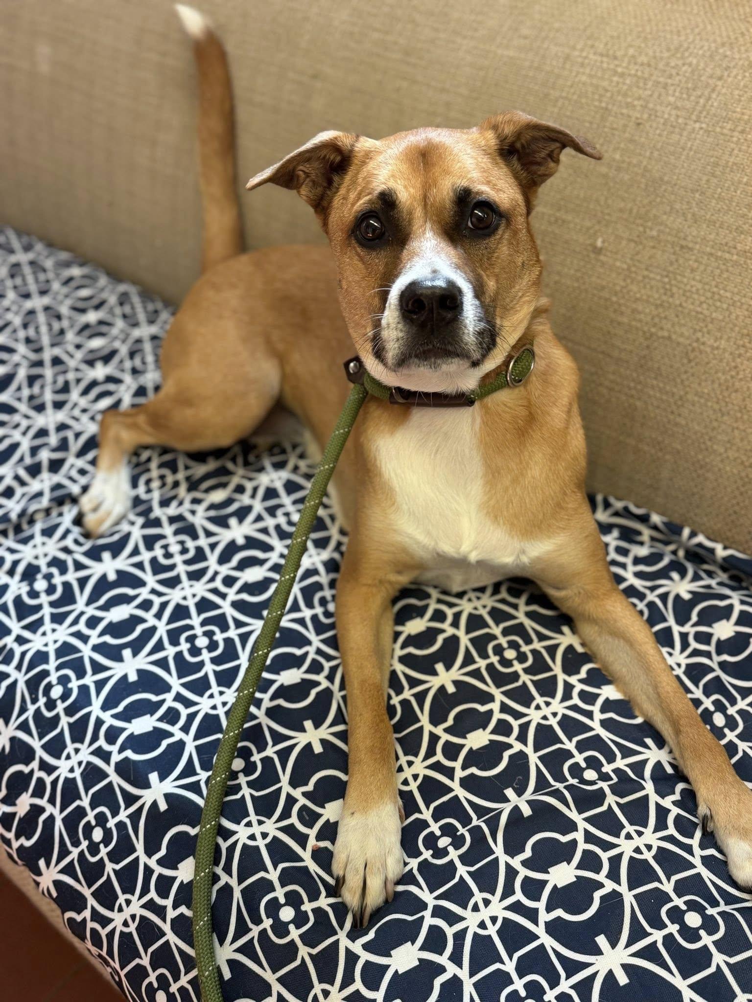 Enlarge Lola, a ADOPTABLE Shepherd in Long Beach, NY image 1/3