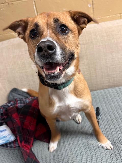 Lola, ADOPTABLE, Young Female Shepherd.