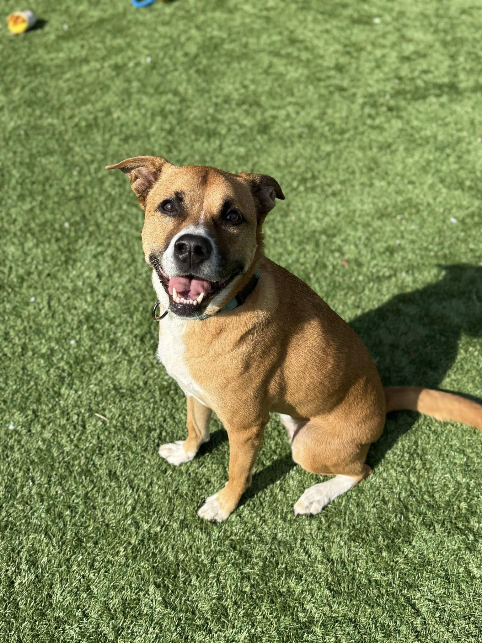 Enlarge Lola, a ADOPTABLE Shepherd in Long Beach, NY image 2/3