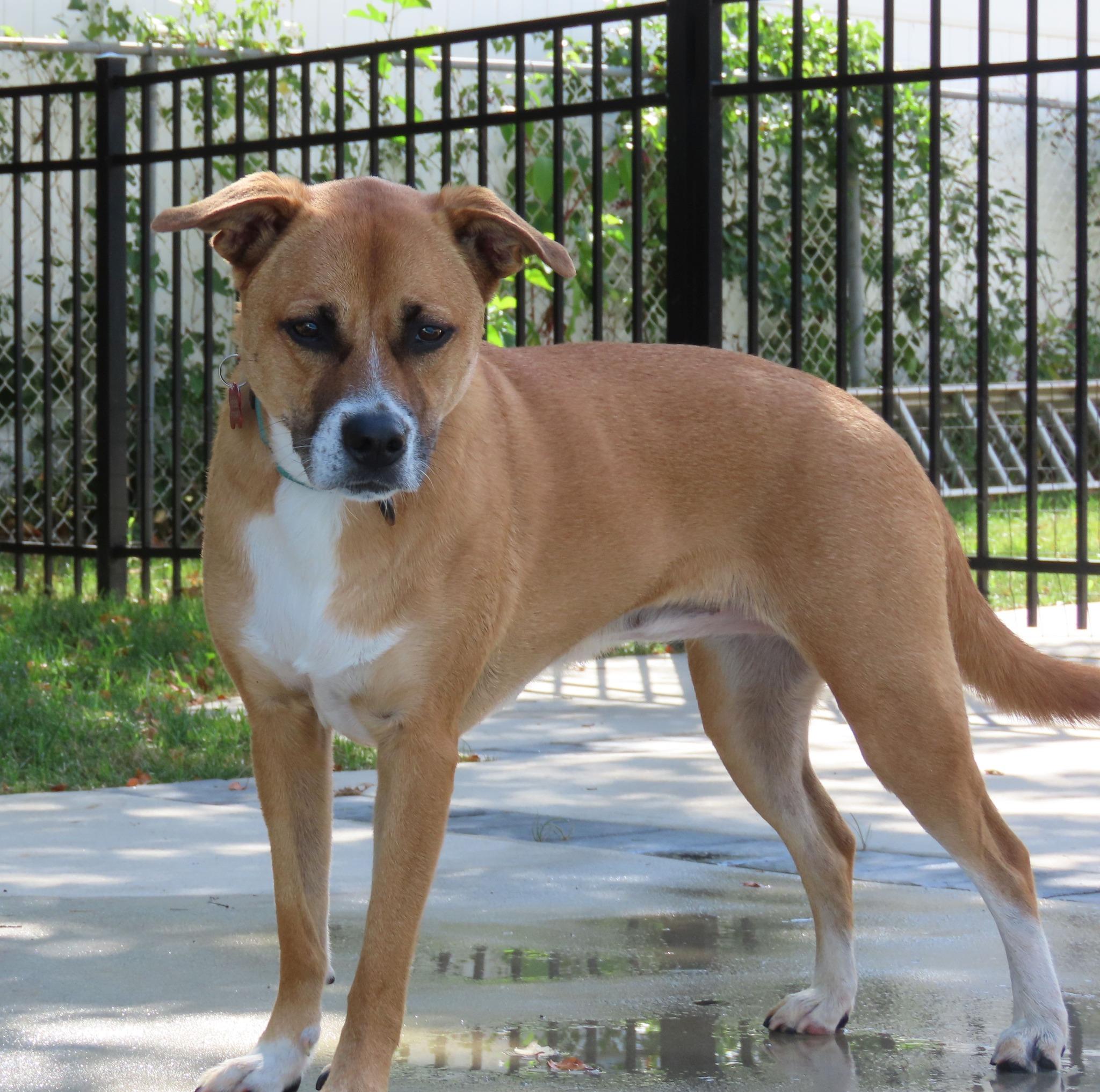 Enlarge Lola, a ADOPTABLE Shepherd in Long Beach, NY image 3/3