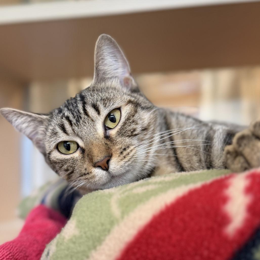 Enlarge Waffles, a Adoptable Domestic Short Hair in Chesapeake, VA image 1/2