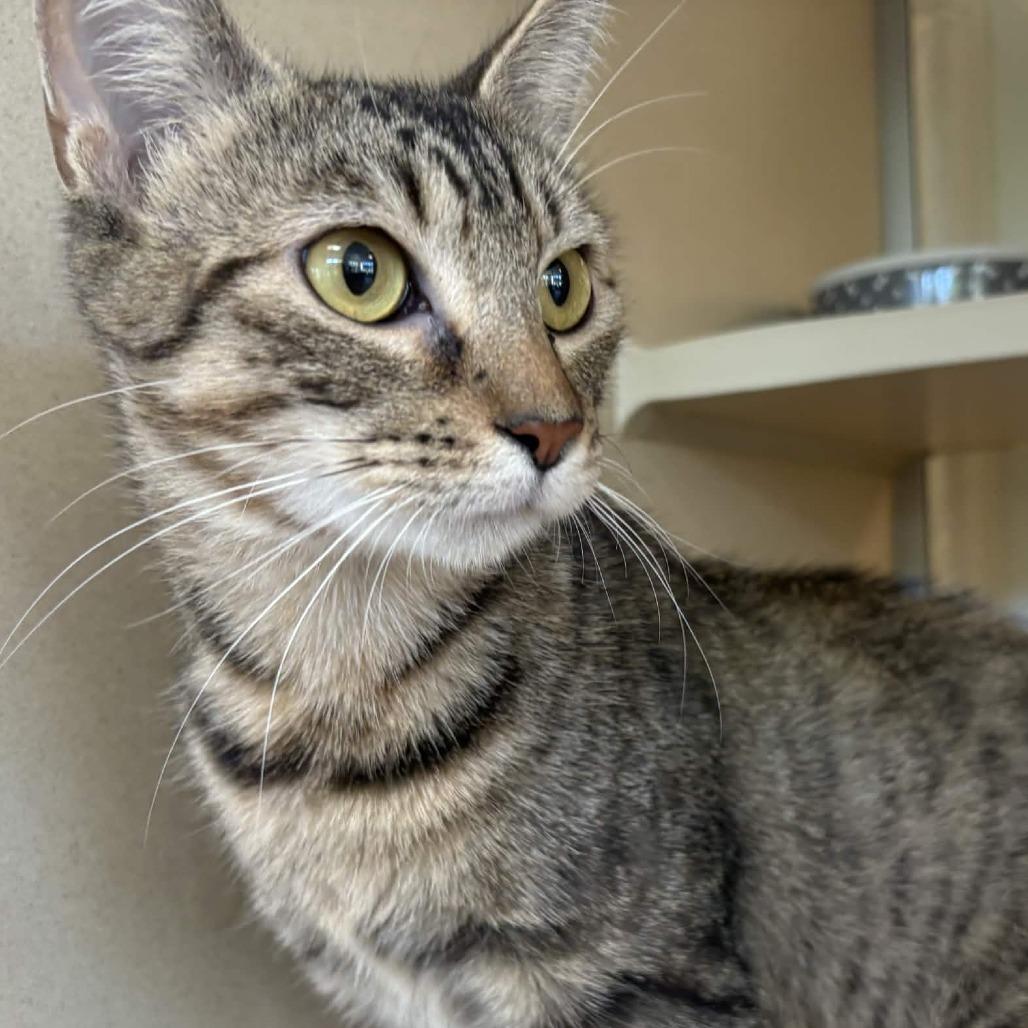 Enlarge Waffles, a Adoptable Domestic Short Hair in Chesapeake, VA image 2/2