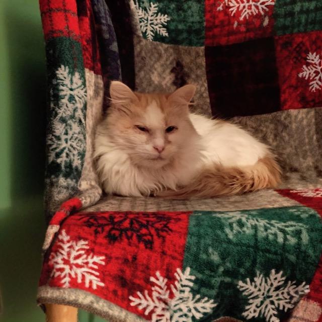 Enlarge Pixie, a ADOPTABLE Domestic Long Hair in Minneapolis, MN image 2/3