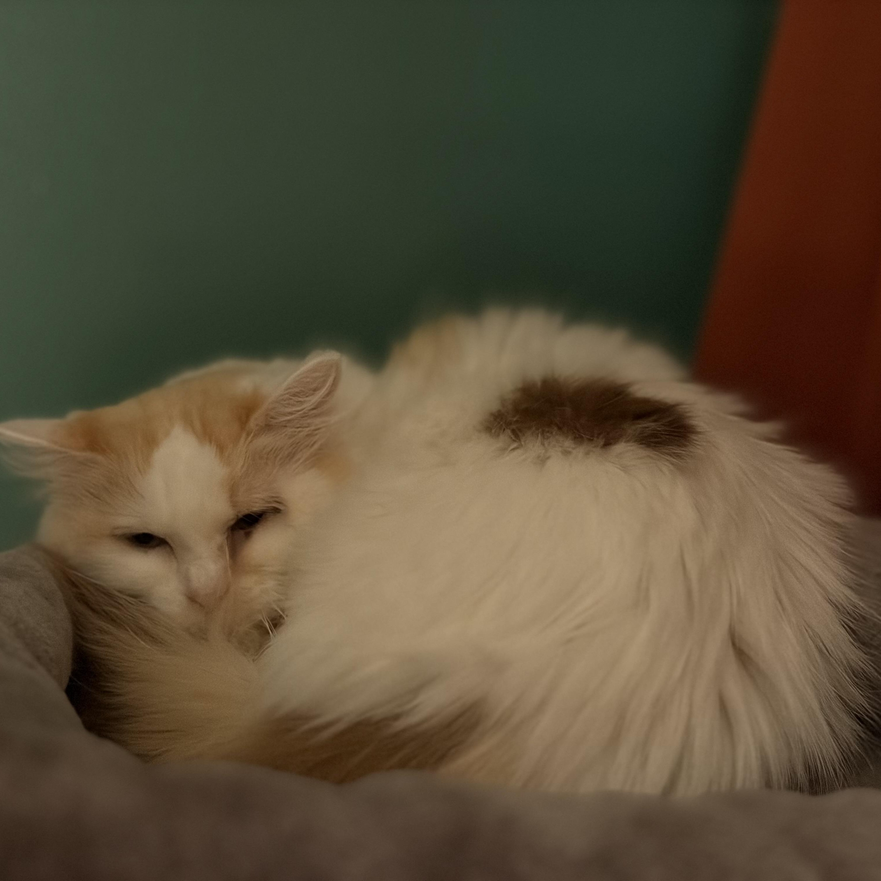 Enlarge Pixie, a ADOPTABLE Domestic Long Hair in Minneapolis, MN image 4/4