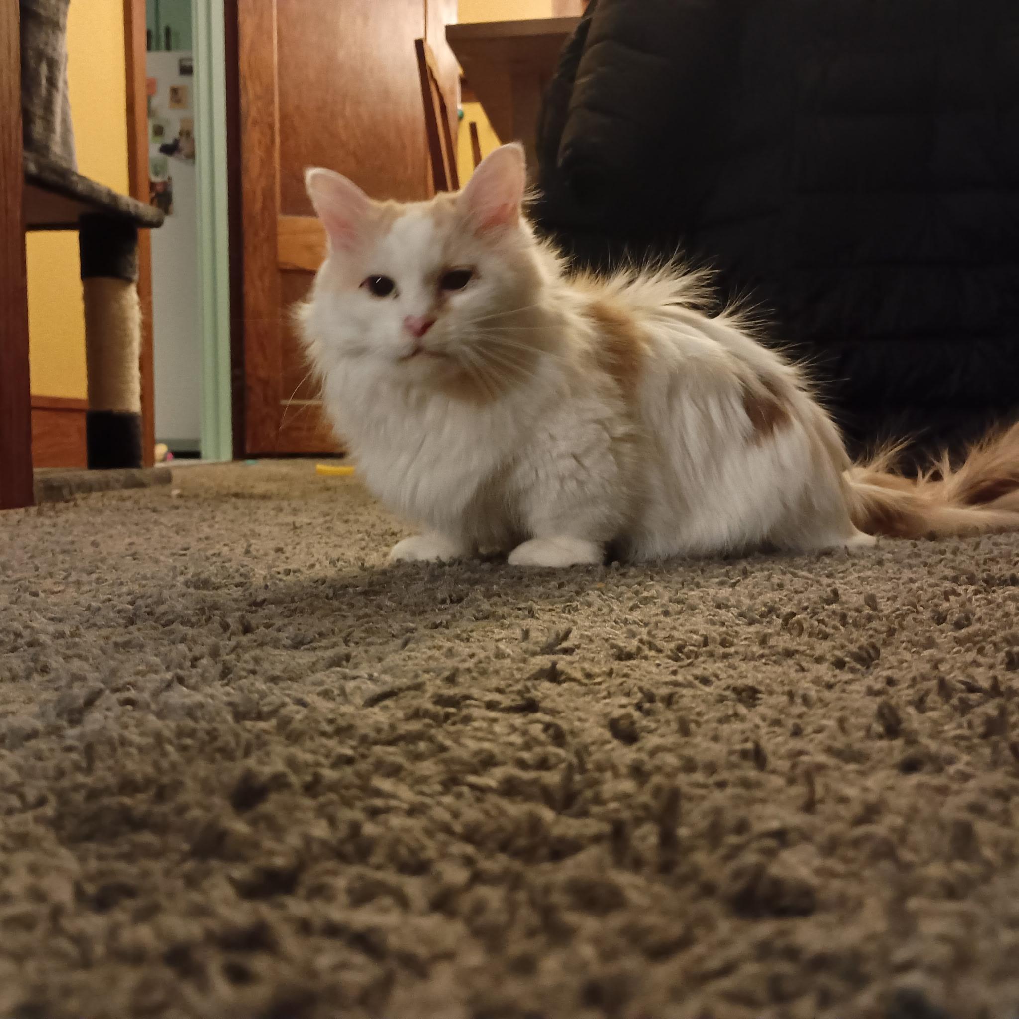 Pixie, ADOPTABLE, Adult Female Domestic Long Hair.