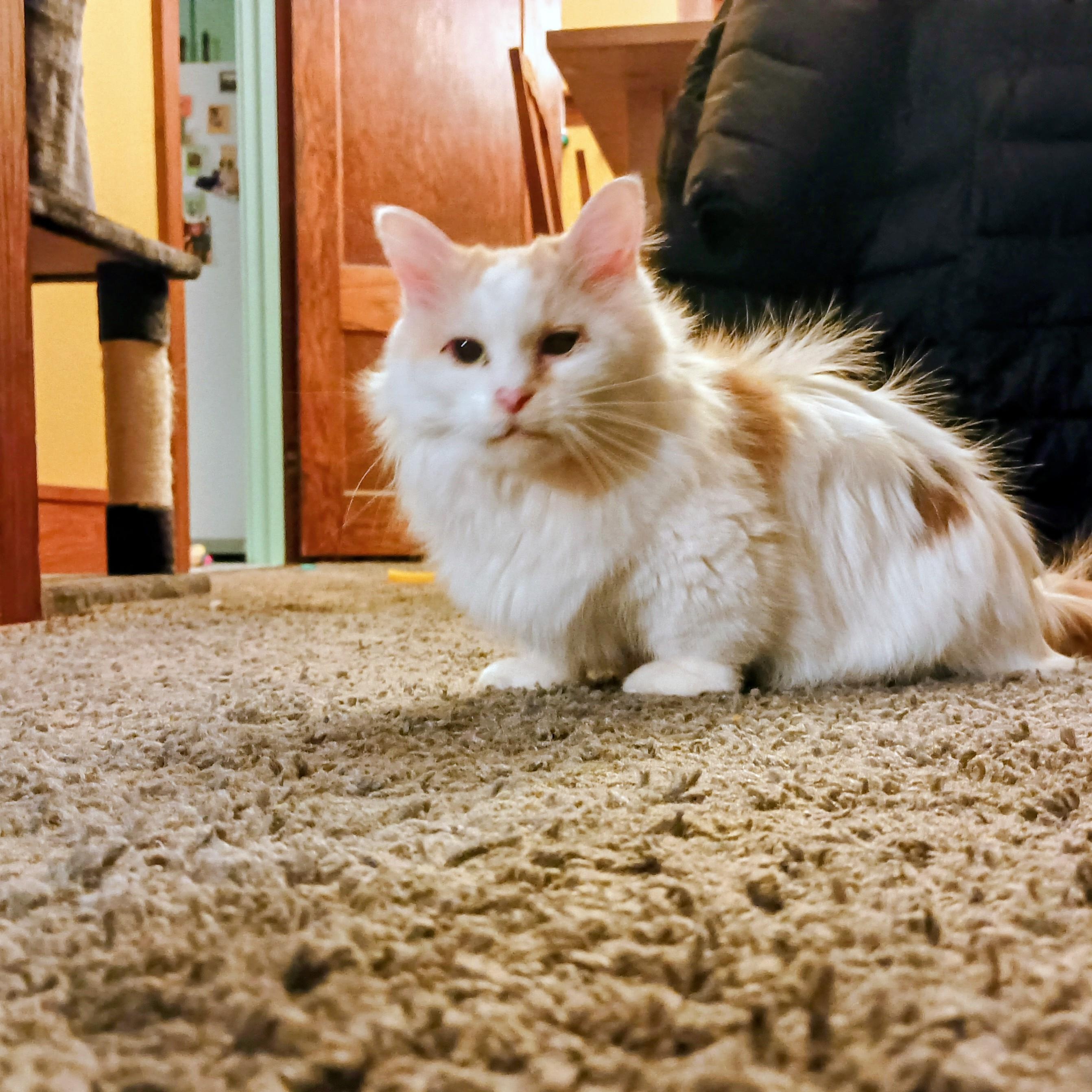 Pixie, ADOPTABLE, Adult Female Domestic Long Hair.