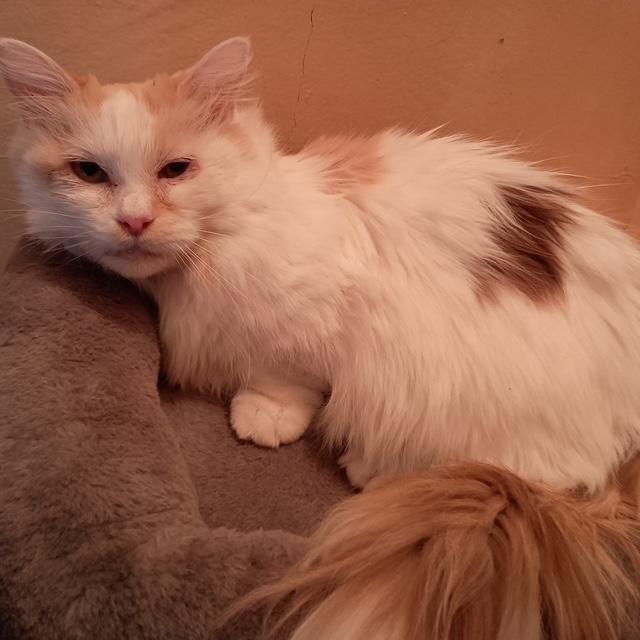 Pixie, ADOPTABLE, Adult Female Domestic Long Hair.