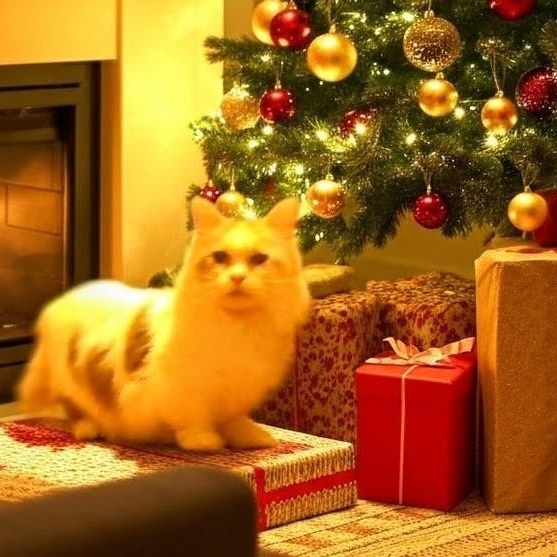 Enlarge Pixie, a ADOPTABLE Domestic Long Hair in Minneapolis, MN image 1/3