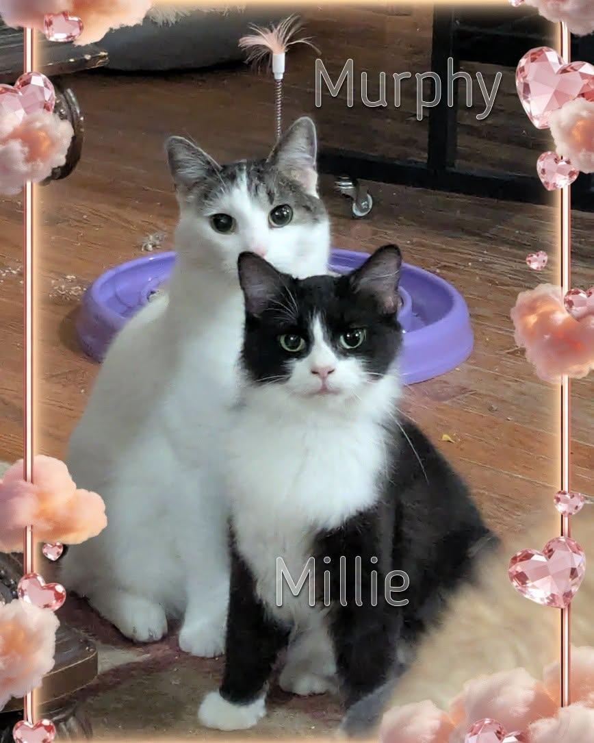Murphy & Miss Millicat Fluffington, Adoptable, Adult Female Domestic Medium Hair.