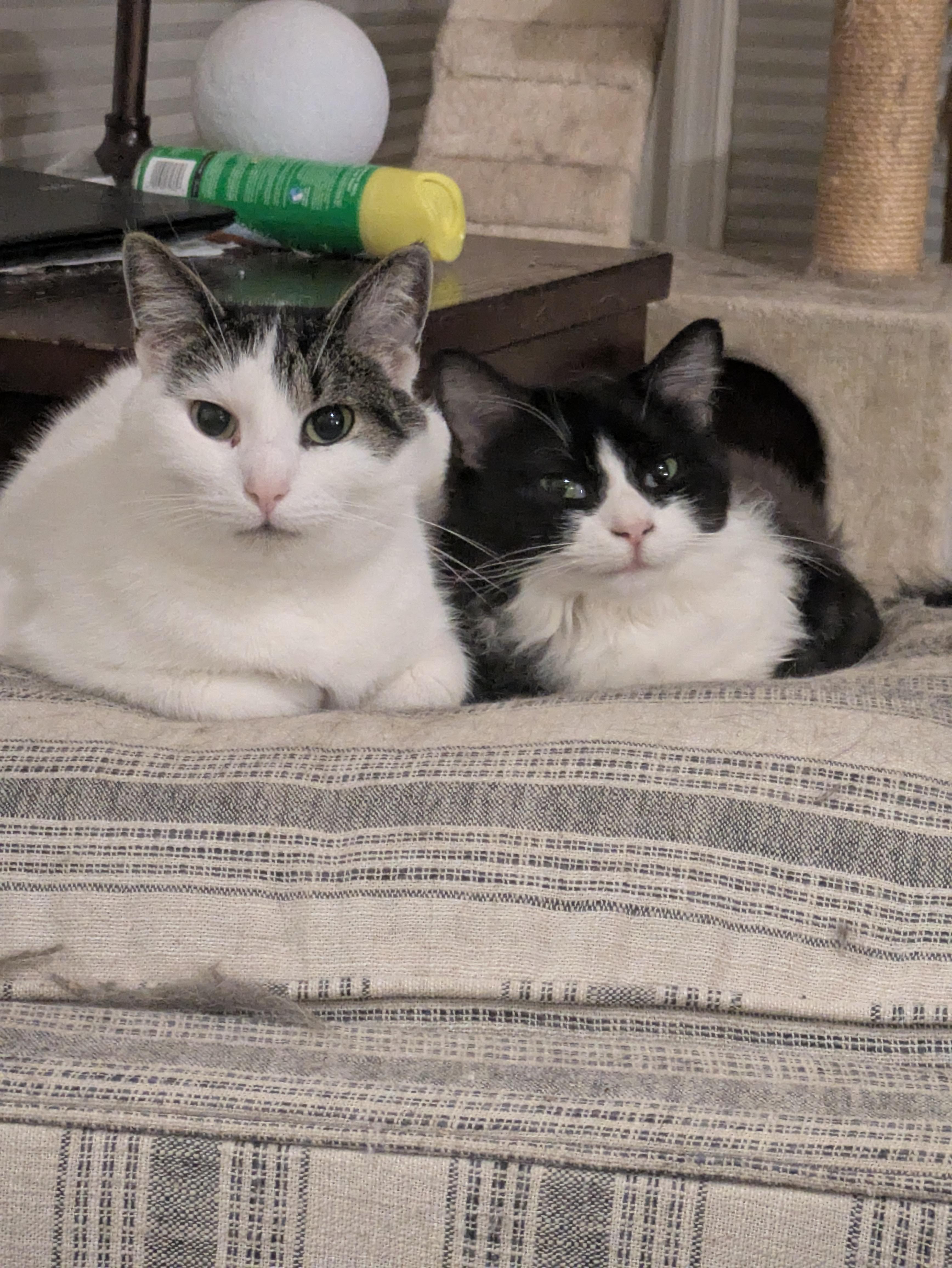 Enlarge Murphy & Miss Millicat Fluffington, a Adoptable Domestic Medium Hair in Great Mills, MD image 2/5