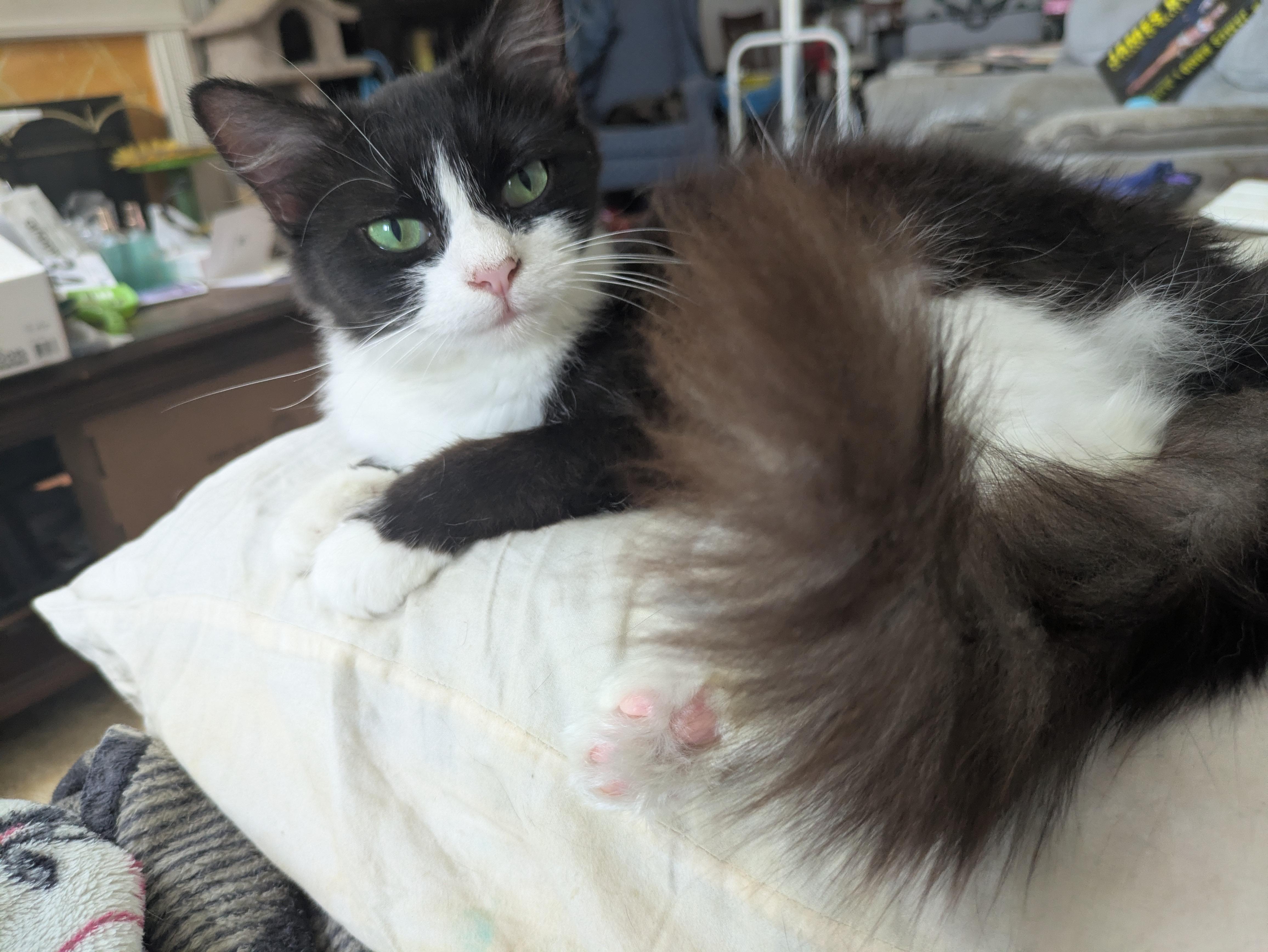 Enlarge Murphy & Miss Millicat Fluffington, a Adoptable Domestic Medium Hair in Great Mills, MD image 4/5
