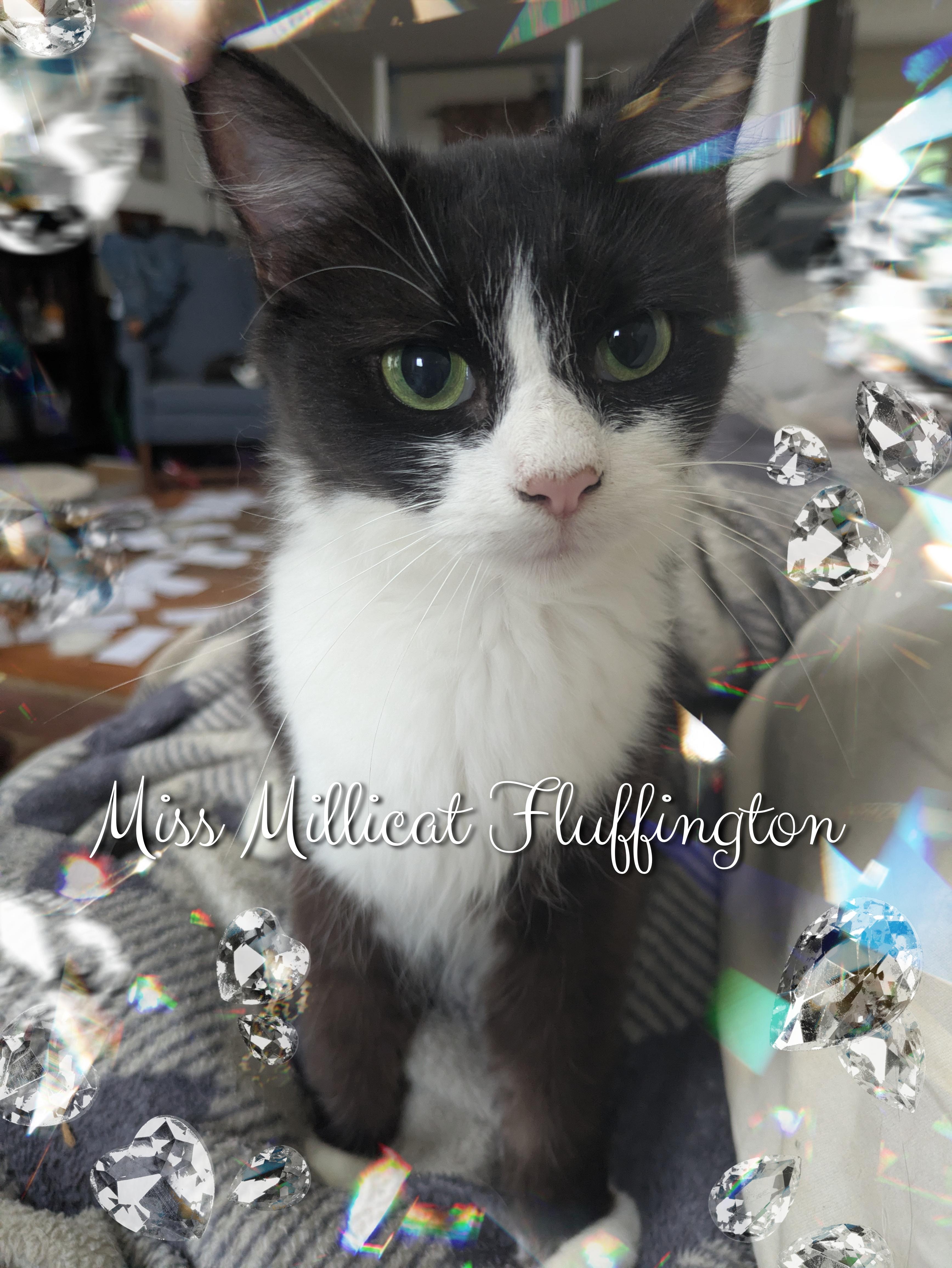 Enlarge Murphy & Miss Millicat Fluffington, a Adoptable Domestic Medium Hair in Great Mills, MD image 3/5