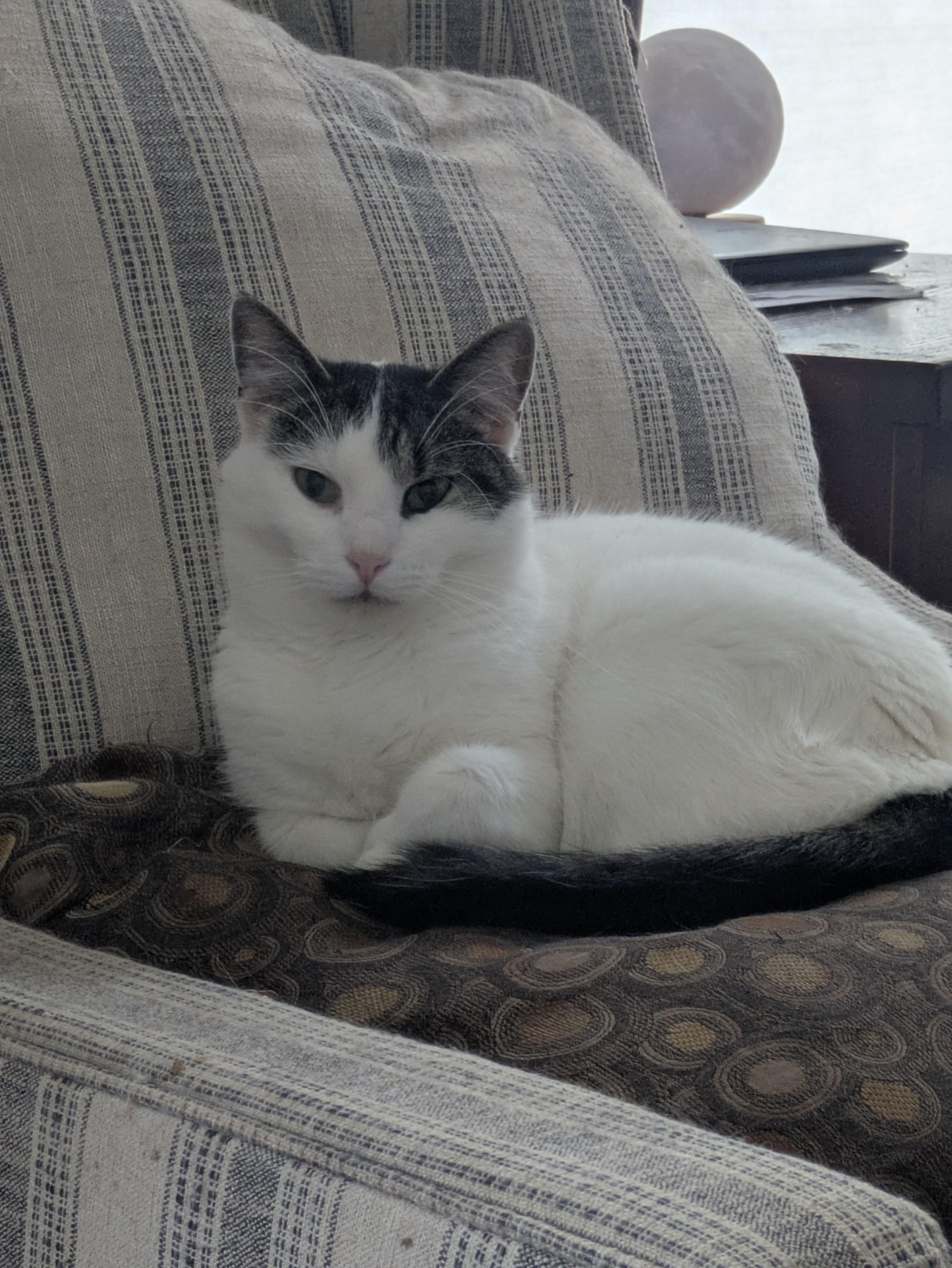 Enlarge Murphy & Miss Millicat Fluffington, a Adoptable Domestic Medium Hair in Great Mills, MD image 5/5