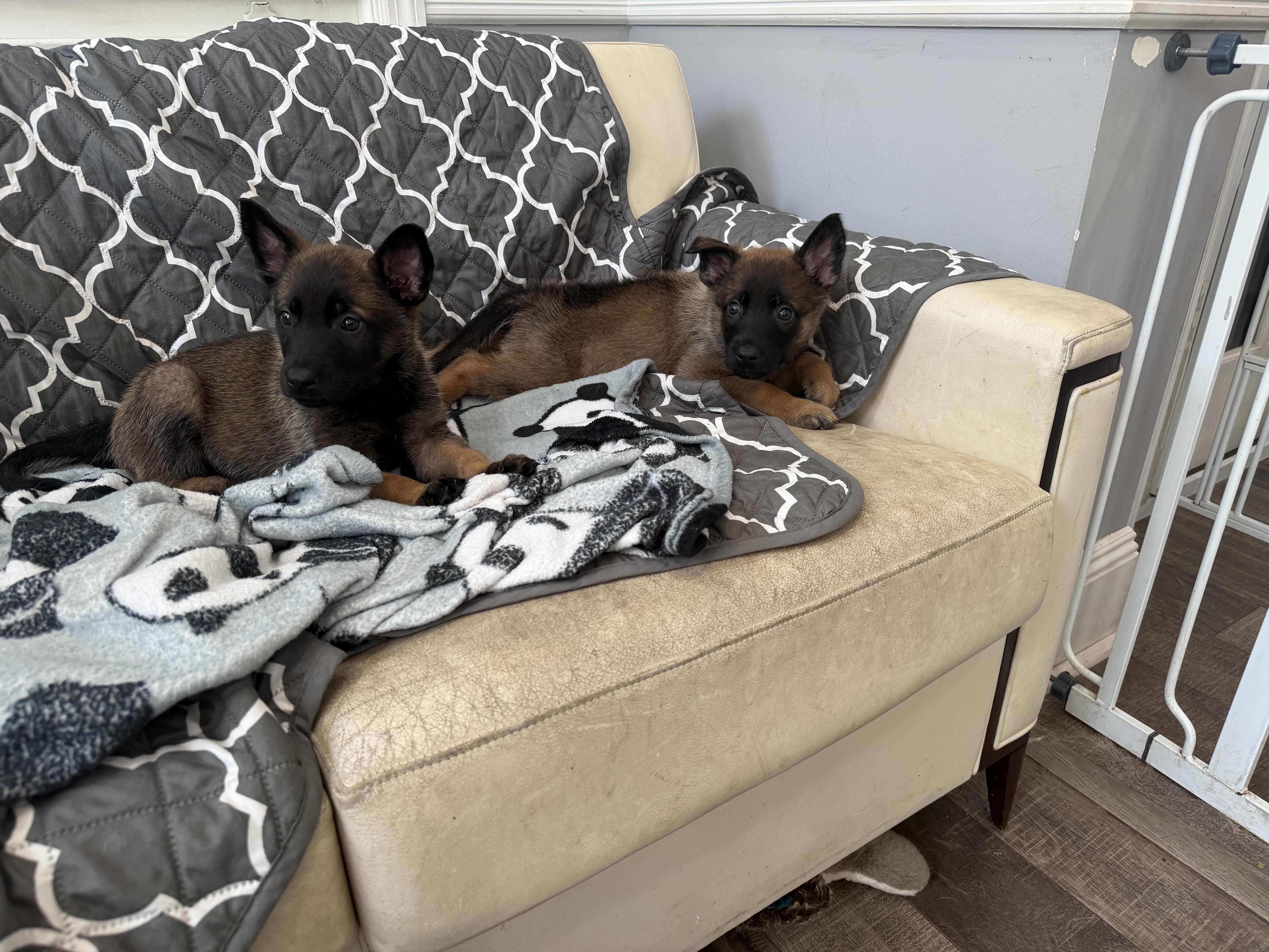 Argos, Ajax, and Sirius, ADOPTABLE, Puppy Male Belgian Shepherd / Malinois & German Shepherd Dog.