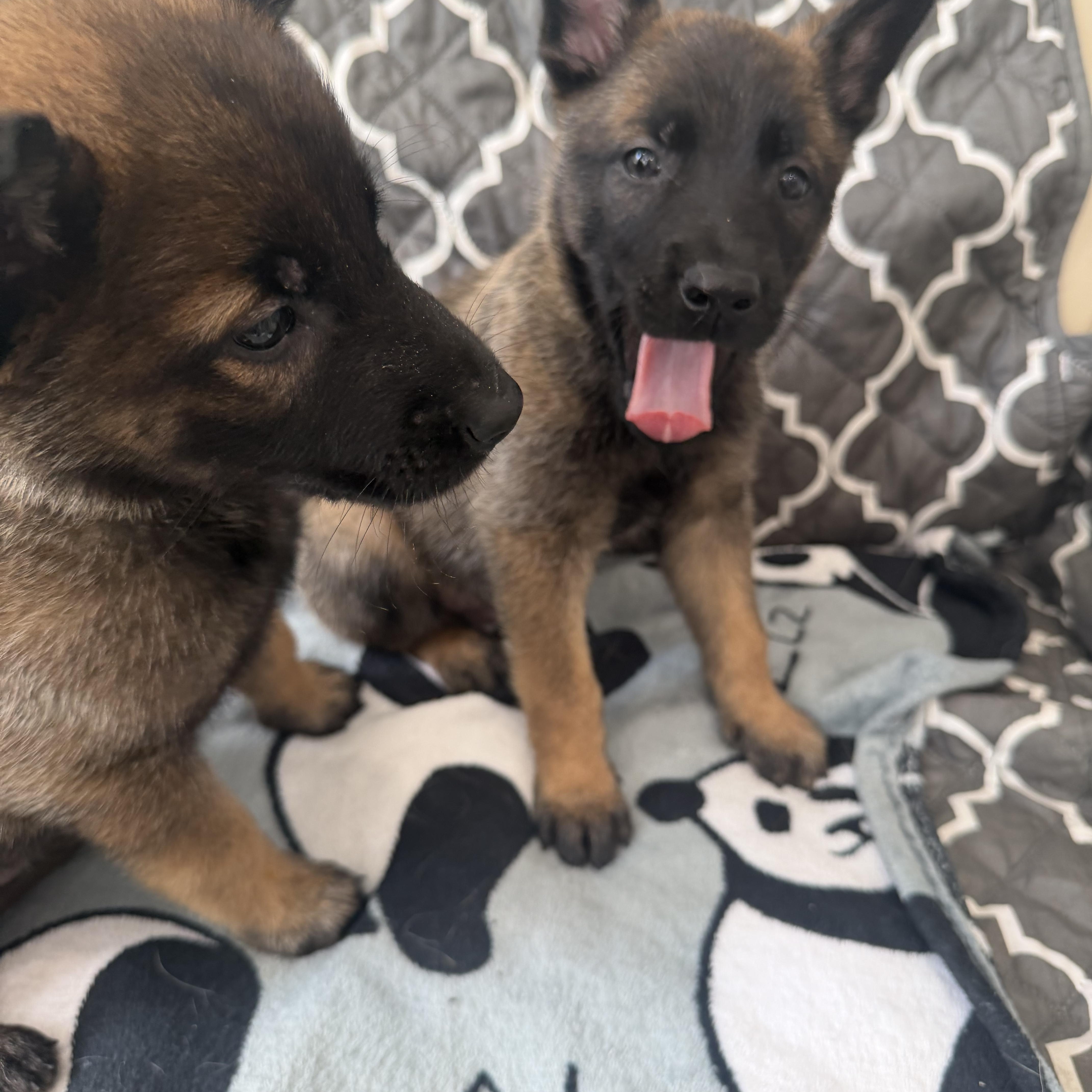 Enlarge Argos, Ajax, and Sirius, a ADOPTABLE mixed breed in Millburn, NJ image 2/3