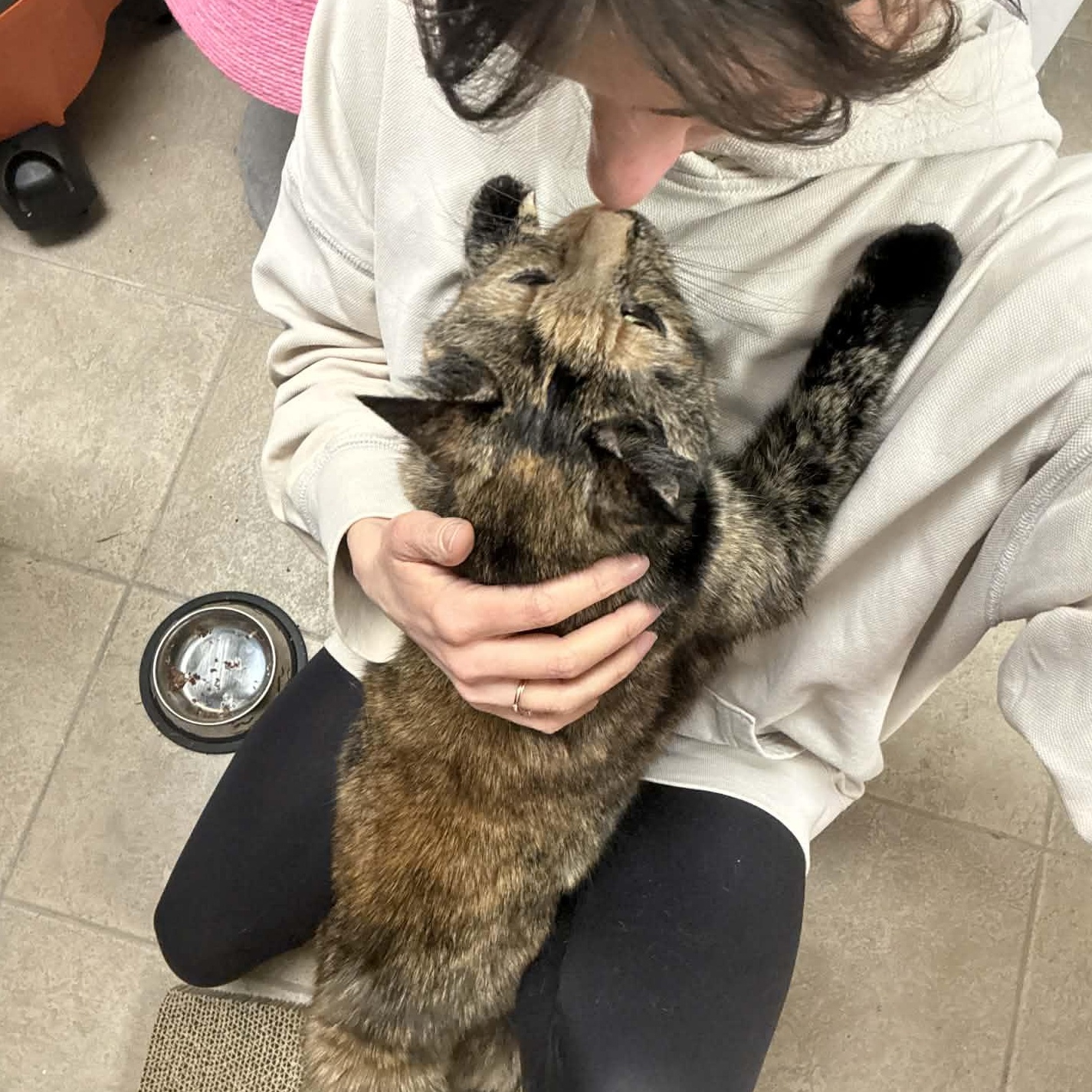 Enlarge Toby, a ADOPTABLE Domestic Short Hair in Kennebunk , ME image 6/6