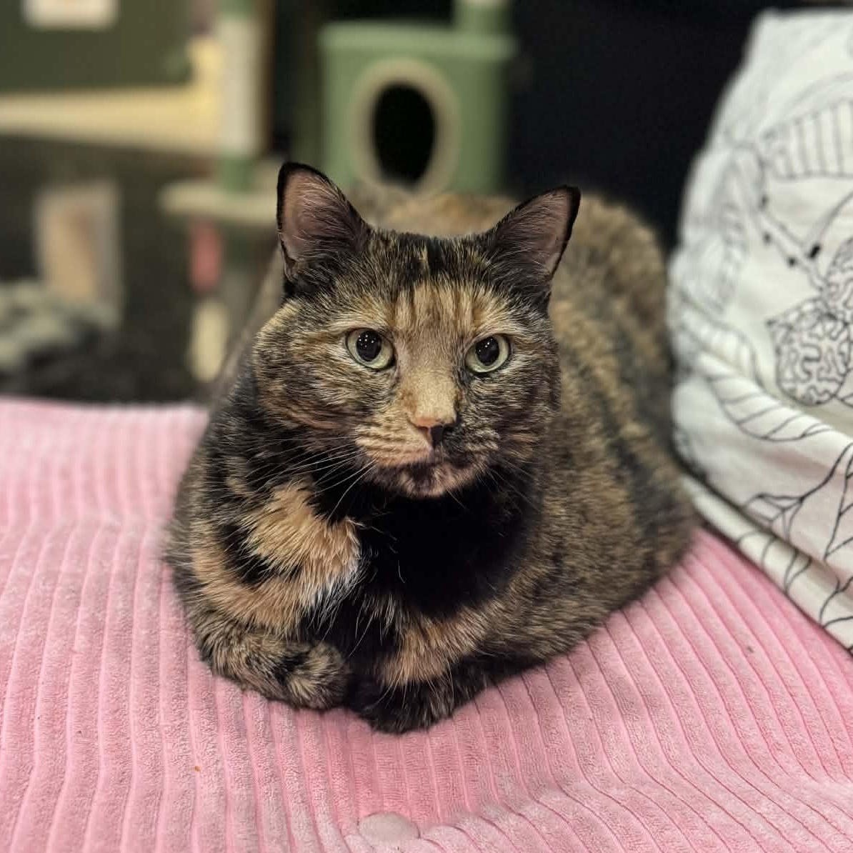 Enlarge Toby, a ADOPTABLE Domestic Short Hair in Kennebunk , ME image 2/6