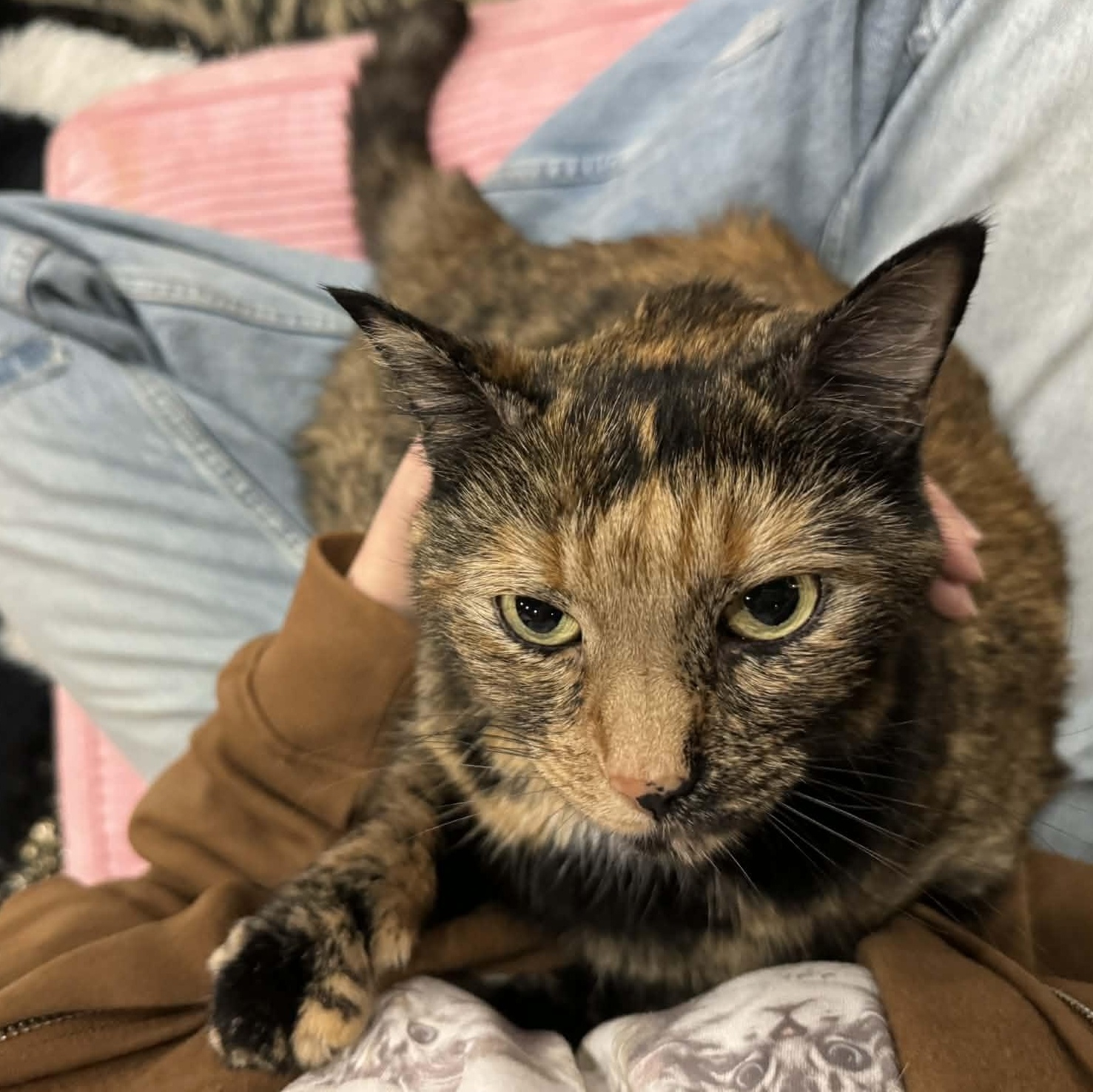 Enlarge Toby, a ADOPTABLE Domestic Short Hair in Kennebunk , ME image 5/6