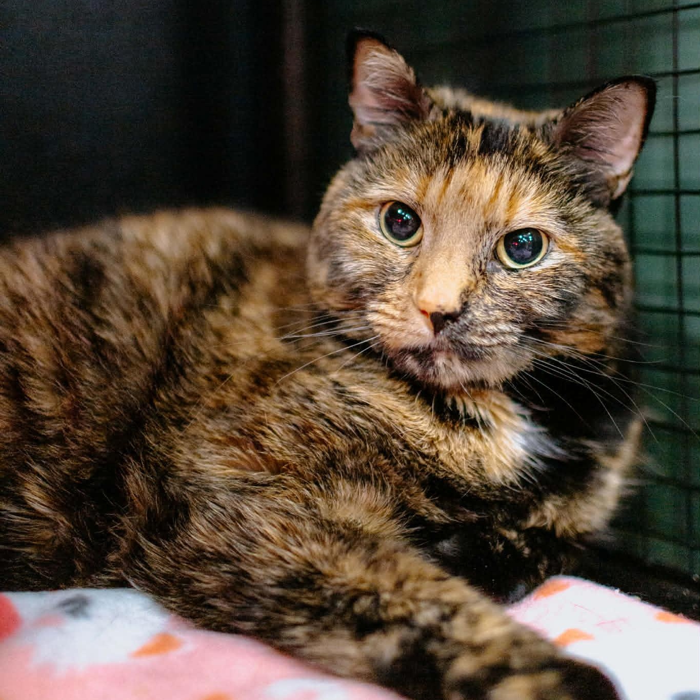 Enlarge Toby, a ADOPTABLE Domestic Short Hair in Kennebunk , ME image 3/6