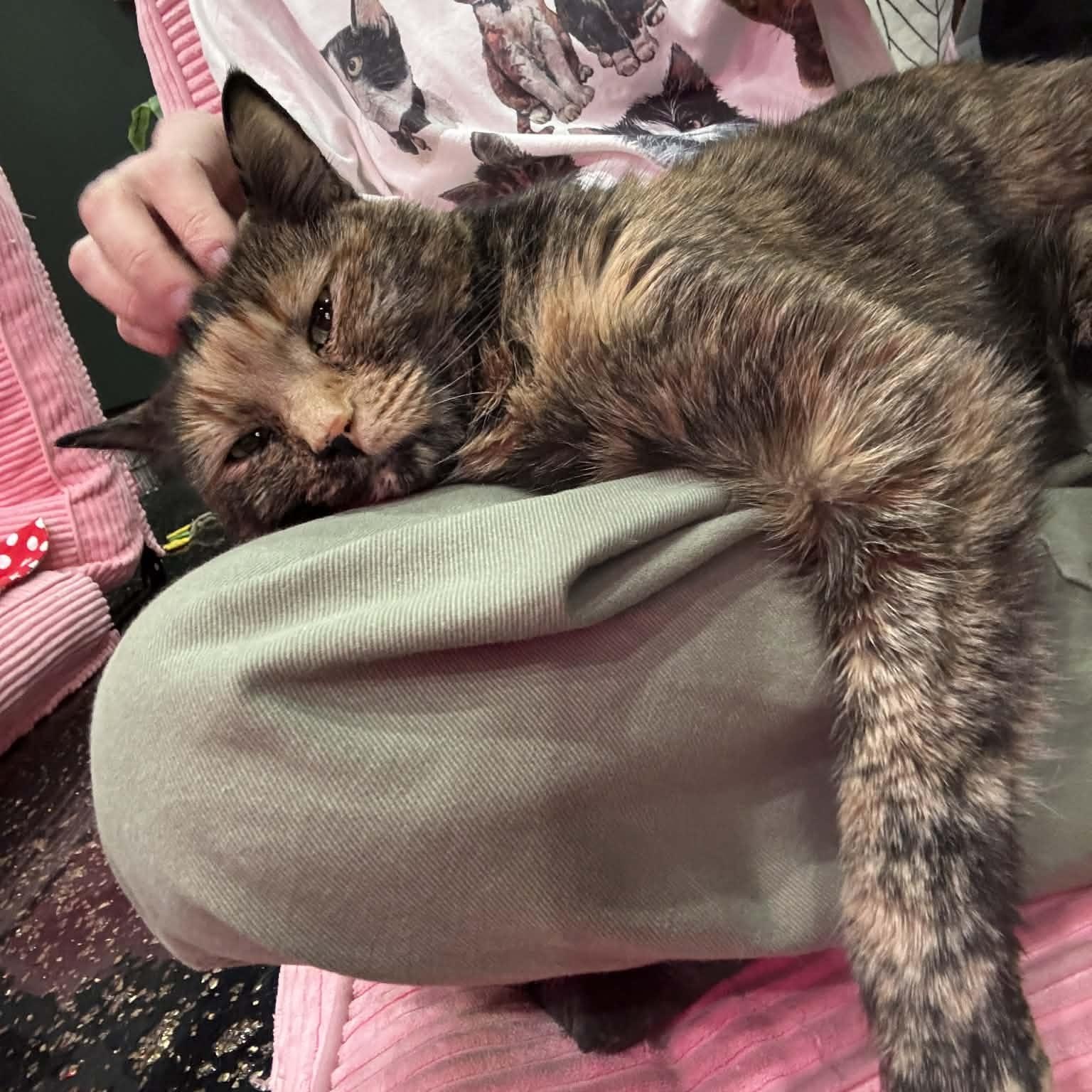 Enlarge Toby, a ADOPTABLE Domestic Short Hair in Kennebunk , ME image 4/6