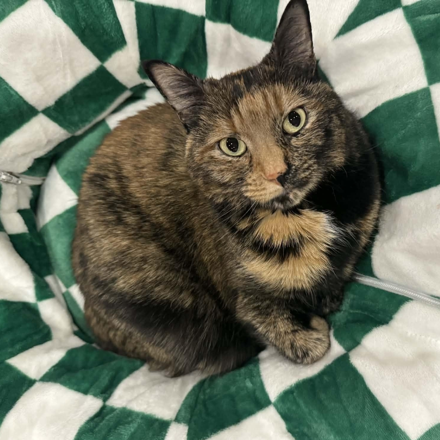 Enlarge Toby, a ADOPTABLE Domestic Short Hair in Kennebunk , ME image 1/6