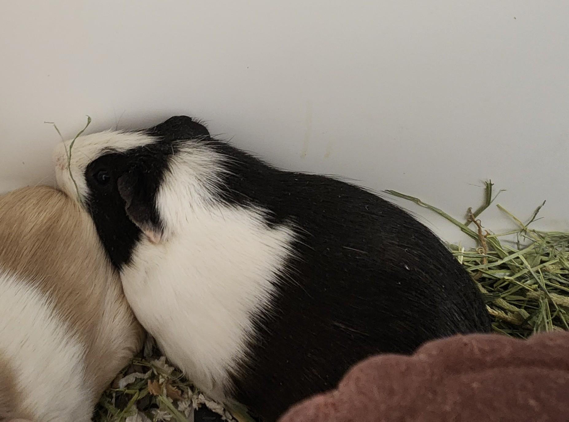Skunkie (ID 52354), ADOPTABLE, Young Male Guinea Pig.