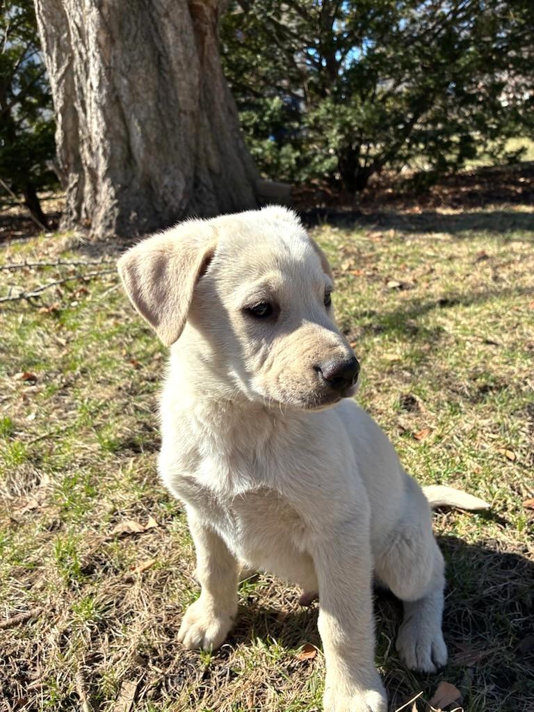 Enlarge O'Tulle, a Adoptable mixed breed in West Chicago, IL image 2/4