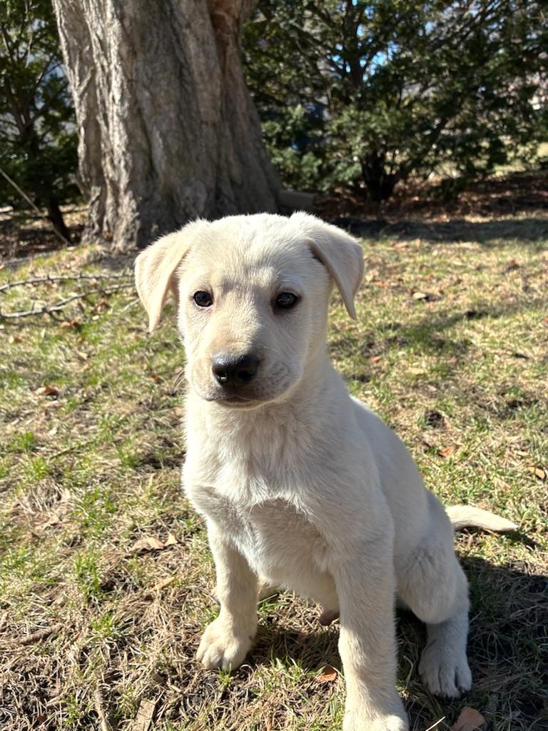 Enlarge O'Tulle, a Adoptable mixed breed in West Chicago, IL image 1/4
