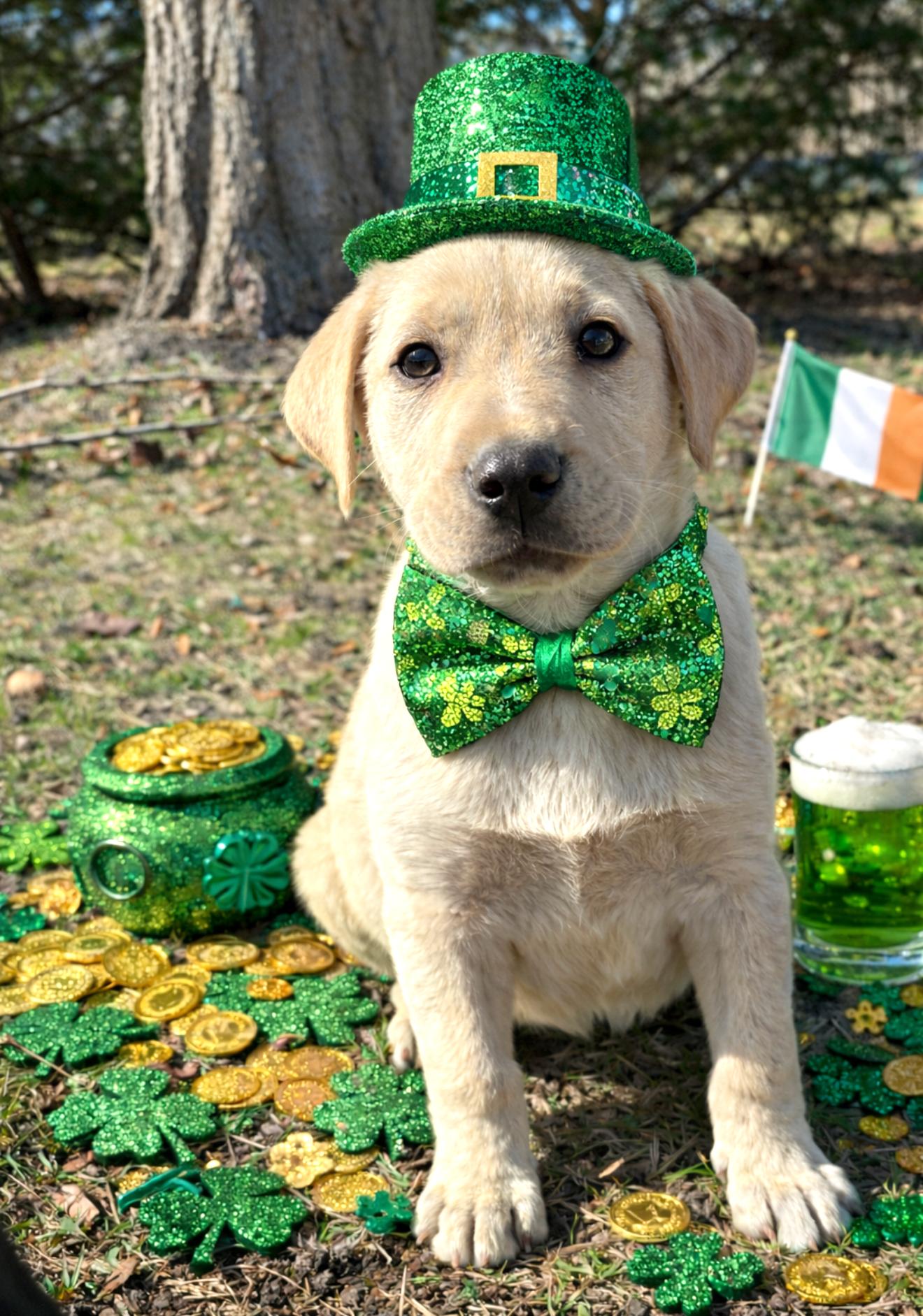 Enlarge O'Tulle, a Adoptable mixed breed in West Chicago, IL image 4/4