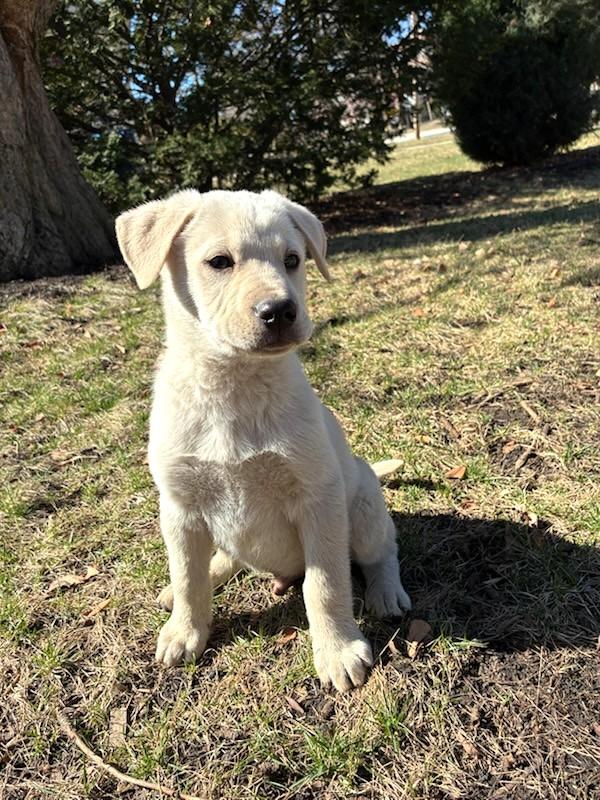Enlarge O'Tulle, a Adoptable mixed breed in West Chicago, IL image 3/4
