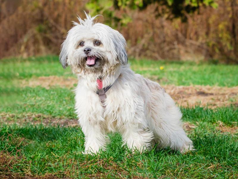 Enlarge Mishu, a ADOPTABLE Shih Tzu in Pointe-Fortune, QC image 1/4