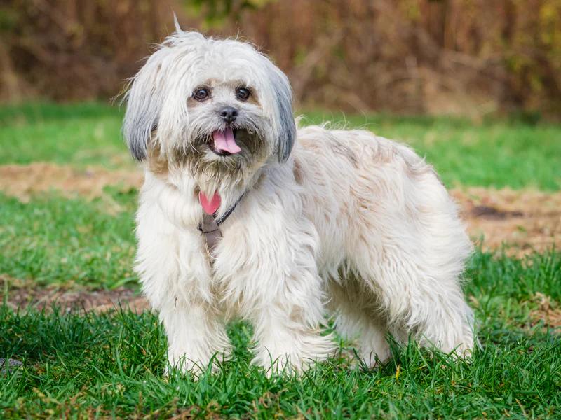 Enlarge Mishu, a ADOPTABLE Shih Tzu in Pointe-Fortune, QC image 2/4