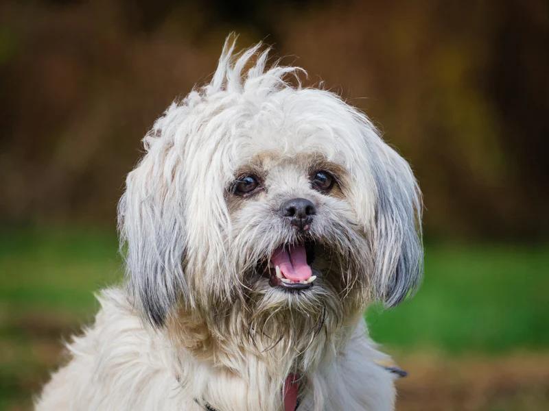 Enlarge Mishu, a ADOPTABLE Shih Tzu in Pointe-Fortune, QC image 3/4