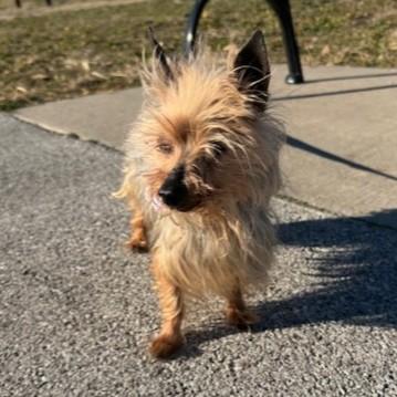 Enlarge Max, an adopted Yorkshire Terrier in Shawnee, KS image 2/2