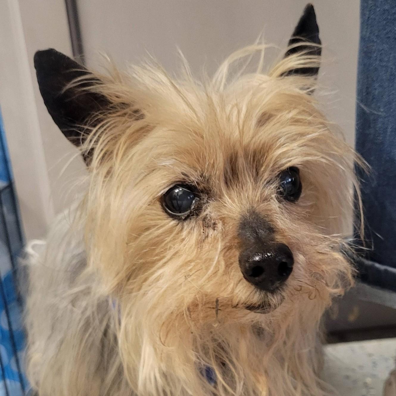 Max, adopted, Senior Male Yorkshire Terrier.