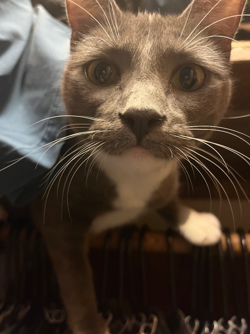 Chili , Adoptable, Adult Female Russian Blue & Tuxedo.