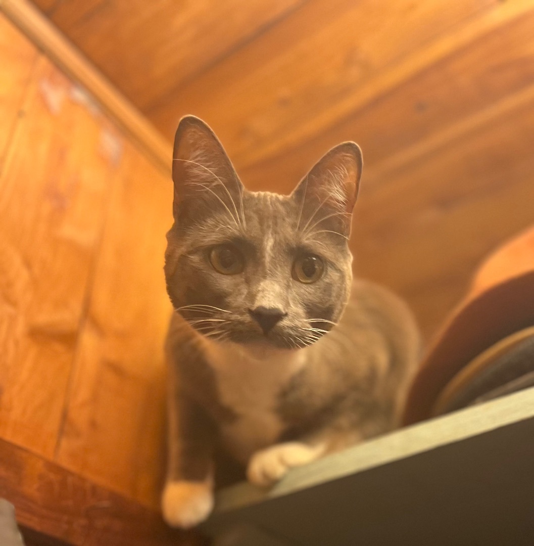 Chili 