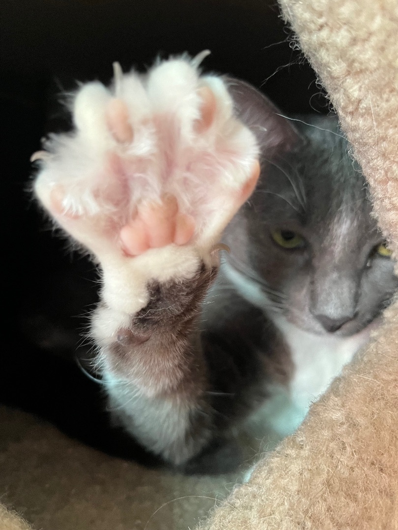 Chili , Adoptable, Adult Female Russian Blue & Tuxedo.