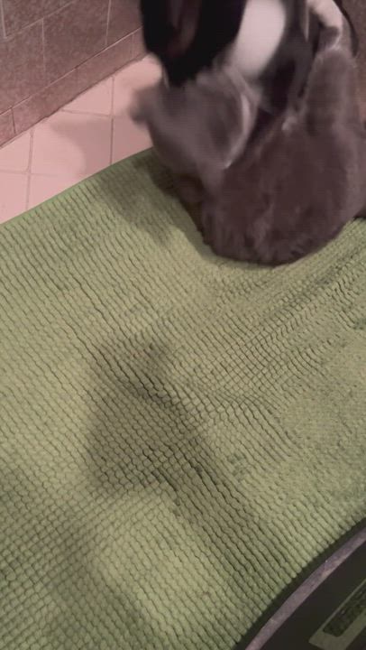 Enlarge Chili , a Adoptable mixed breed in Santa Monica, CA video 5/5