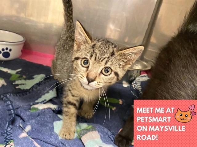 PIPPER, Adoptable, Kitten Female Domestic Short Hair.