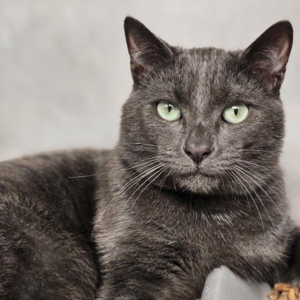 Enlarge Delta, a Adoptable Domestic Short Hair in Walden, NY image 1/1