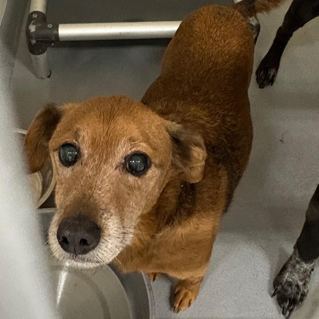 Bradley, a Adoptable Feist in Morganton, NC image 1/2