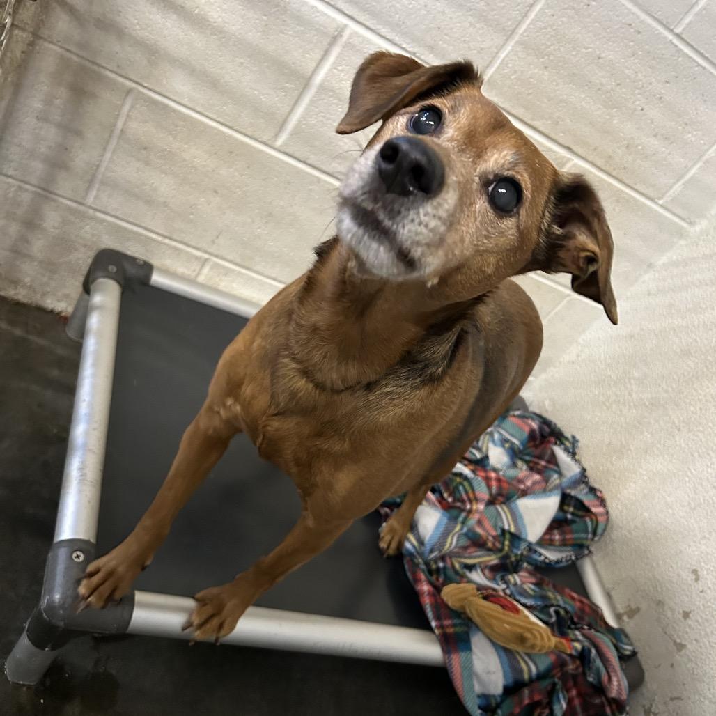 Enlarge Bradley, a Adoptable Feist in Morganton, NC image 1/1