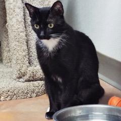 Enlarge Shiloh, a Adoptable Domestic Short Hair in Green Valley, AZ image 4/5