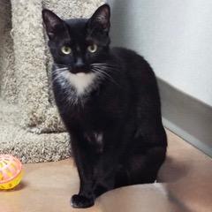 Enlarge Shiloh, a Adoptable Domestic Short Hair in Green Valley, AZ image 5/5