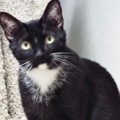 Enlarge Shiloh, a Adoptable Domestic Short Hair in Green Valley, AZ image 1/5